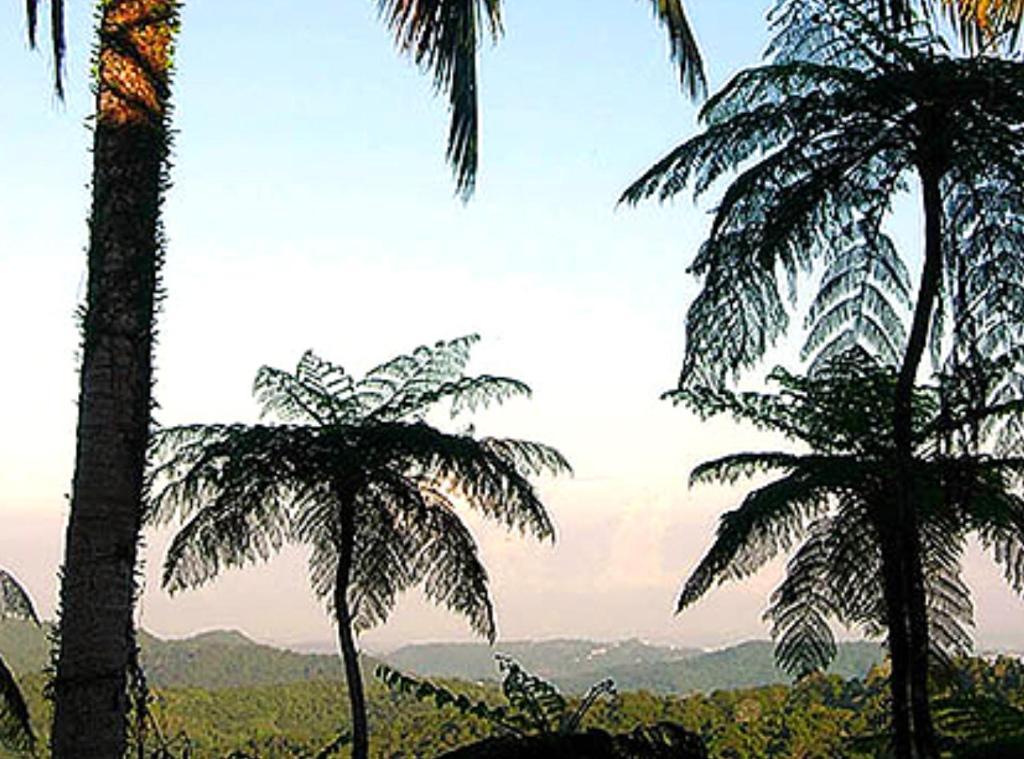 El Hotelito At The Rainforest Experience Farm Fajardo Exterior photo